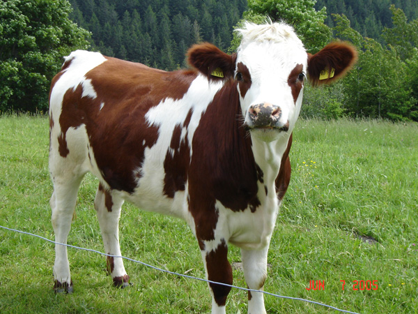 Triberg 137