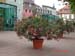 Rudesheim 245