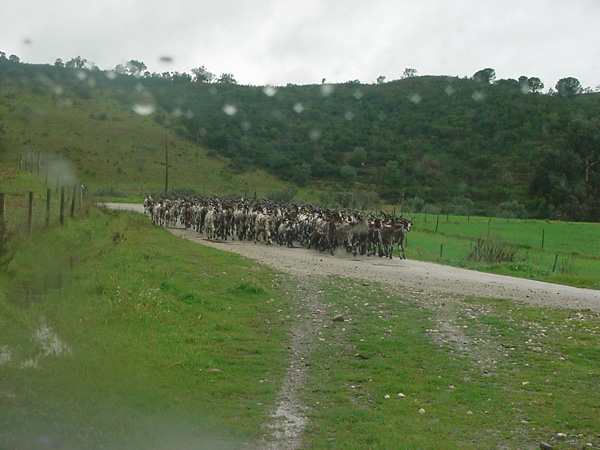 01915-Jeep Safari - Goat Crossing