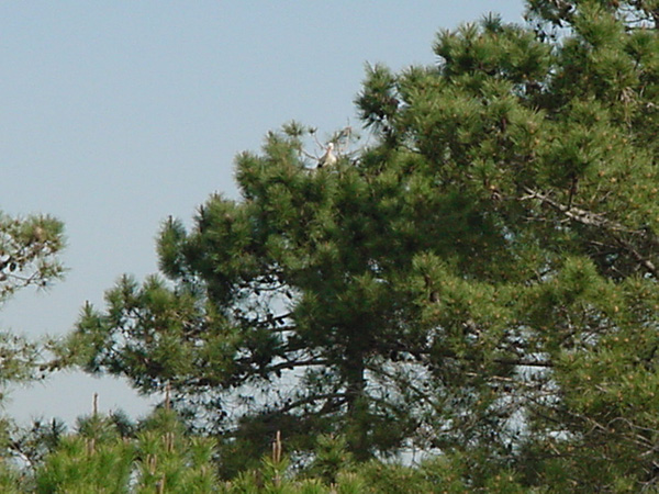 03153- Unspoilt Algarve - Stork
