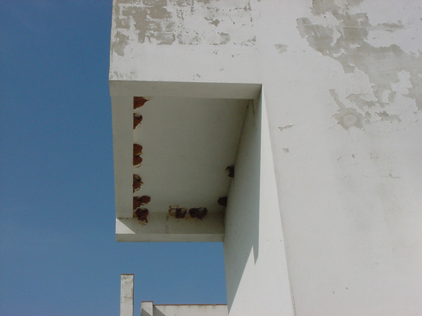 03158- Unspoilt Algarve - Swallows Nests