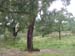 01913-Jeep Safari - Cork Tree