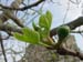 03257- Unspoilt Algarve - Tavira -  Fig Bud