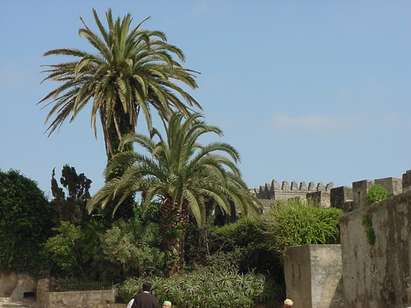 02506-Tangiers