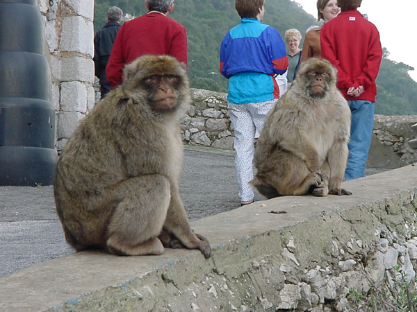 02568 - The Apes of Gibraltar