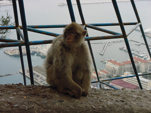 02574 - The Apes of Gibraltar