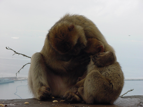 02579 - The Apes of Gibraltar