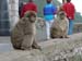 02568 - The Apes of Gibraltar