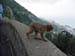 02571 - The Apes of Gibraltar
