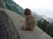 02572 - The Apes of Gibraltar